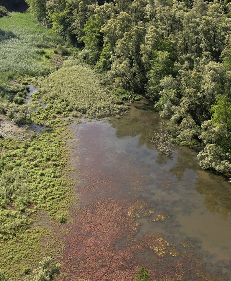 vignette-zones-humides