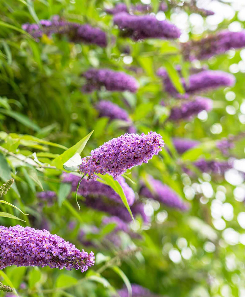 buddleia