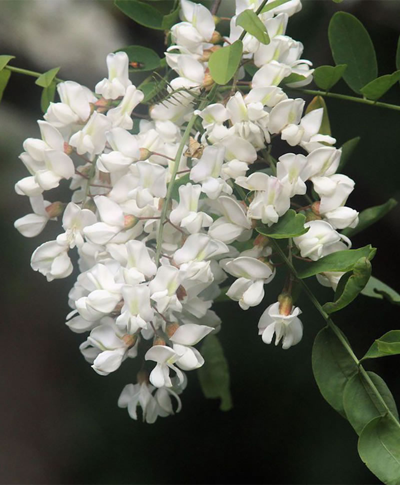 robinier-faux-acacia